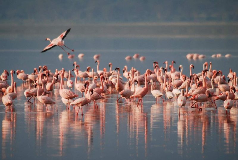 When to Witness the Pink Spectacle