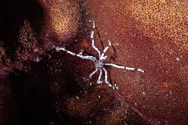 Genetic Clues to a New Species