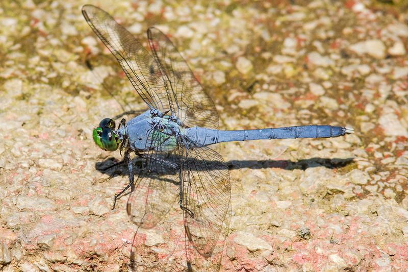 Eastern Pondhawk: The Gender-Bending Hunter
