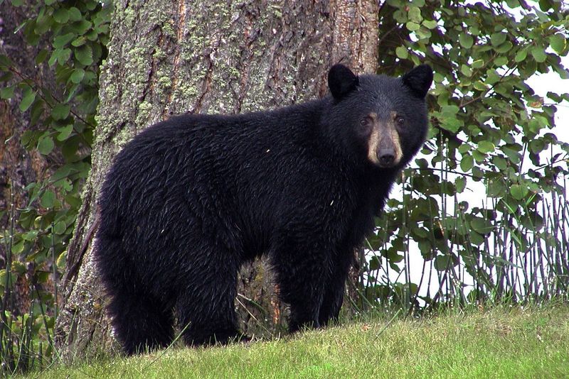 Black Bear: The Forest Giant