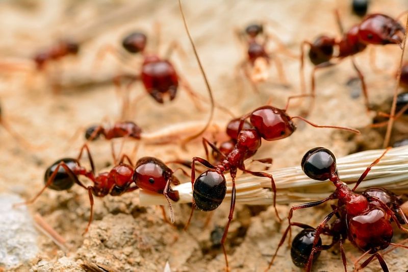 Fire Ants: Tiny Terrors with Fiery Bites