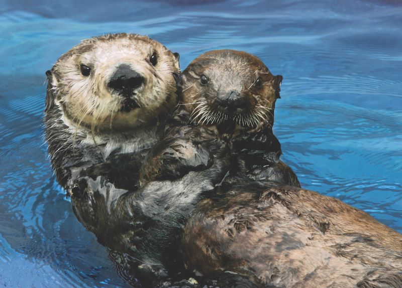The Comeback Story: How Sea Otters Returned from the Brink