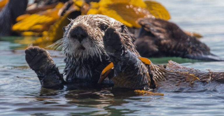 Wild Sea Otters Are Thriving Once More Along California’s Coast