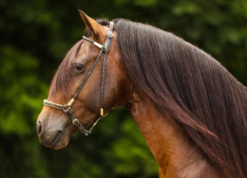 Smooth-Gaited Paso Fino