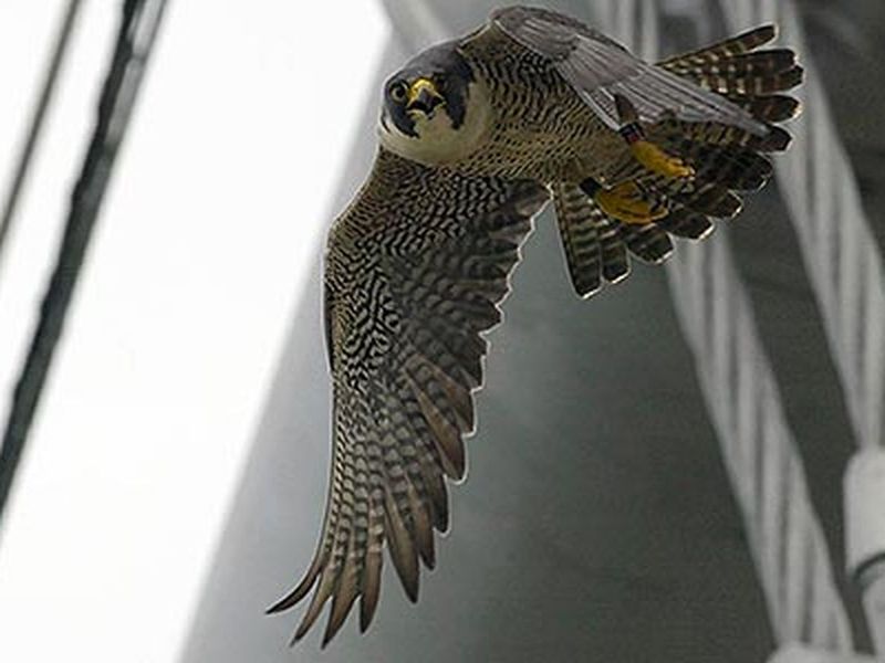 Peregrine Falcons: Manhattan's High-Rise Hunters