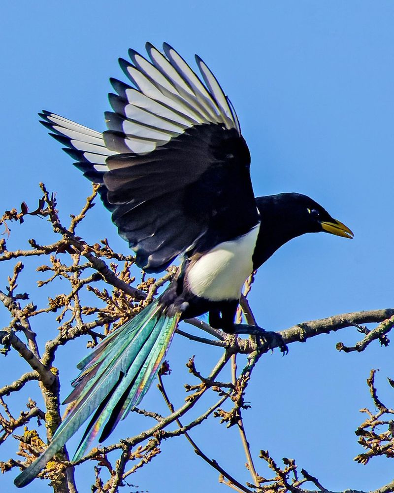 Yellow-billed Magpie
