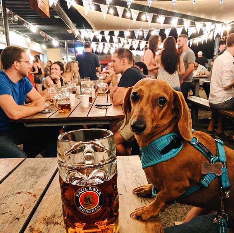Durham: Bull City's Bark-Friendly Vibe