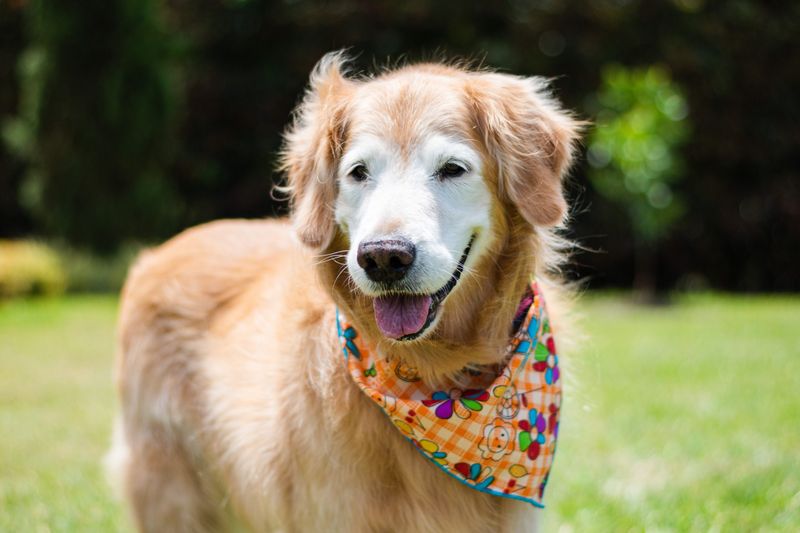Choose Senior-Savvy Rescues For Smooth Transitions