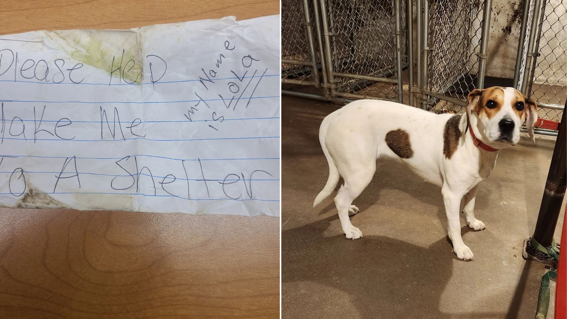 Wisconsin Dog With ‘Please Help’ Note On Collar Leaps Into Police Vehicle
