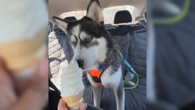 cute shelter dog
