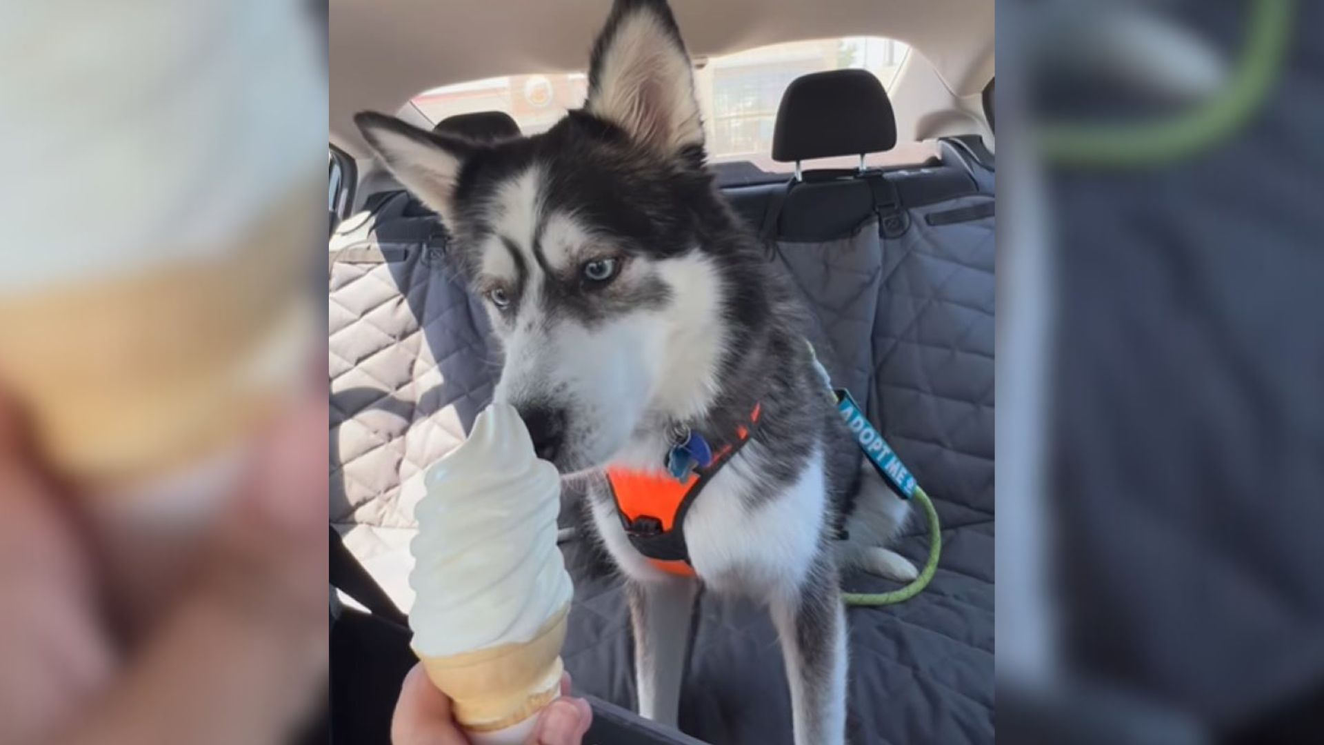 Witness This Washington Shelter Dog’s Reaction After Receiving His First Ice Cream