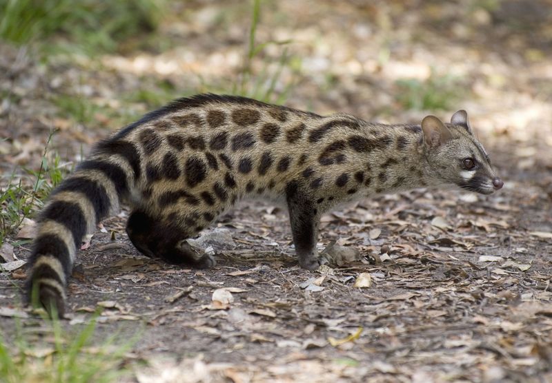 Genet: Spotted Tree-Dweller with Feline Grace