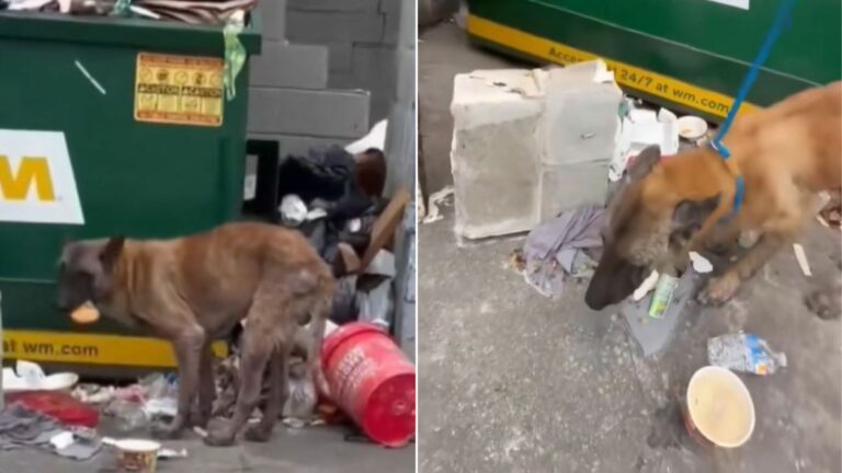 dog eating garbage