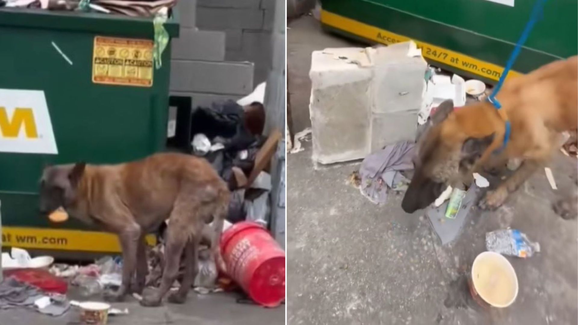 Woman From Texas Sees Dog Eating Garbage, Then Discovers His Heartbreaking Secret
