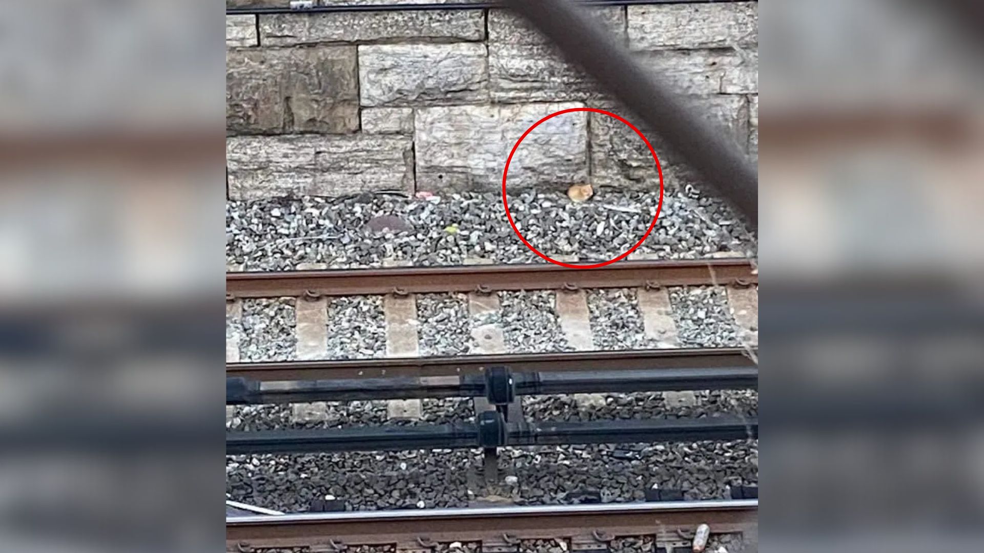 tiny animal
