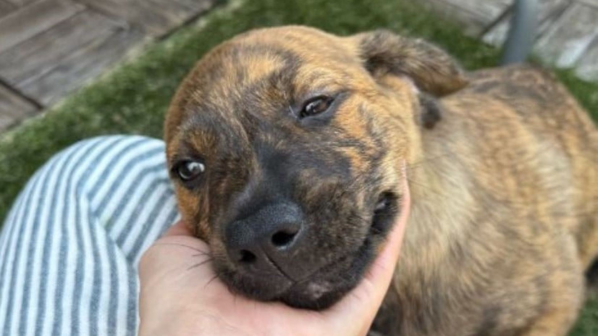 abandoned puppy