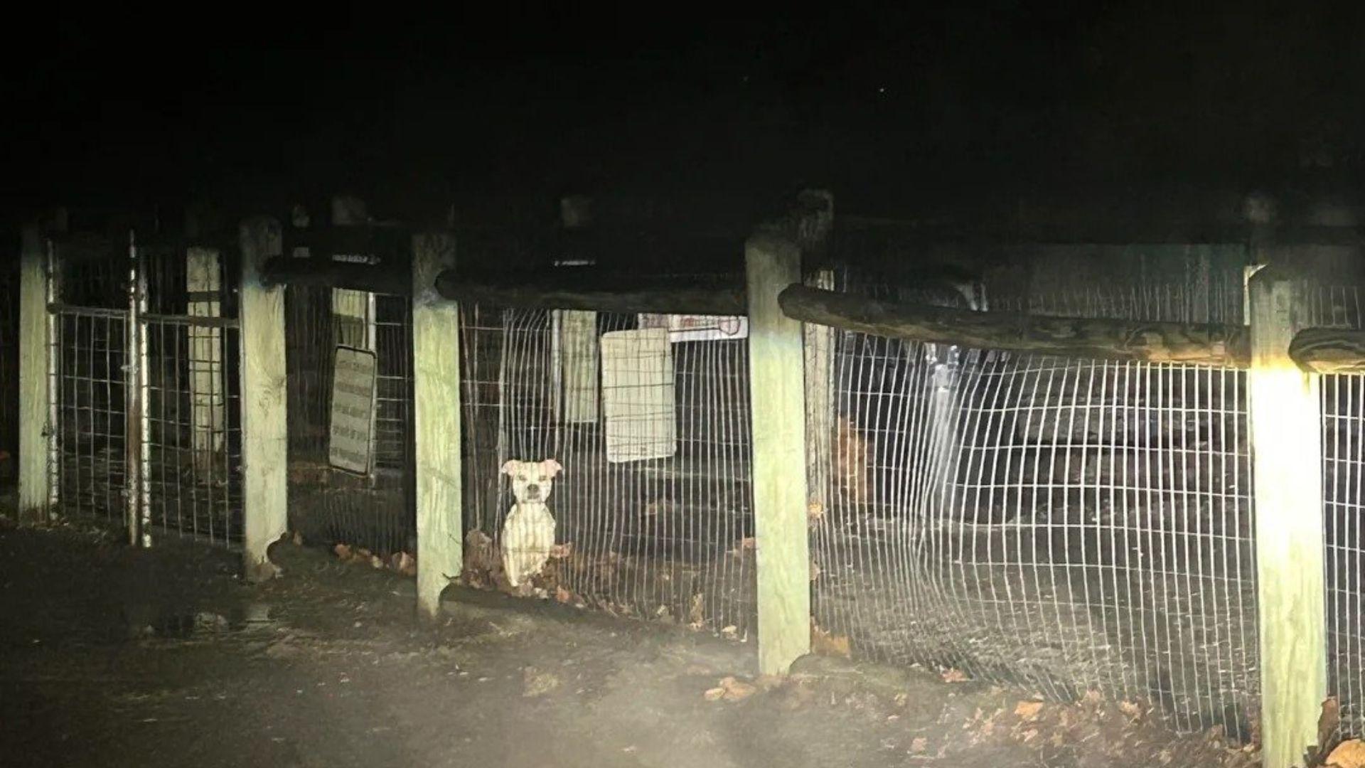 Woman Was Stunned To Find Terrified Dog Left Behind In Locked Missouri Park After Dark 