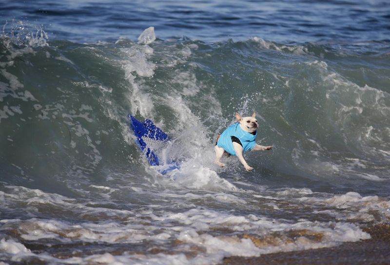 Surf City Surf Dog – Huntington Beach, CA