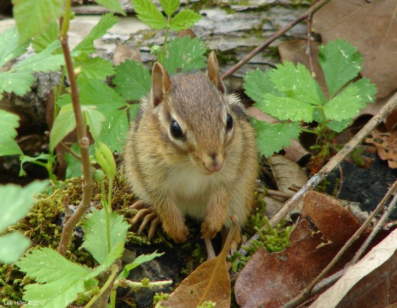 Oklahoma: Surprising Chipmunk Diversity