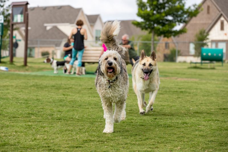 Pet-Friendly Parks And Trails Everywhere