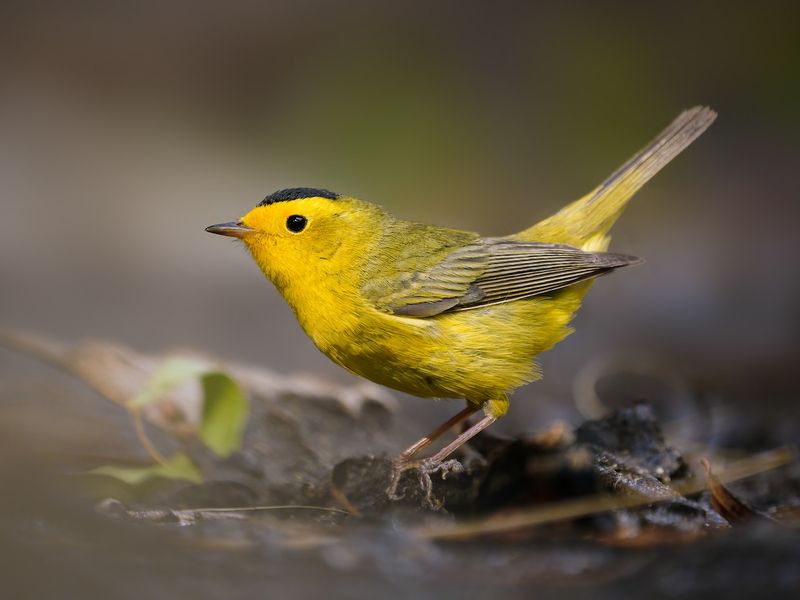 Wilson's Warbler