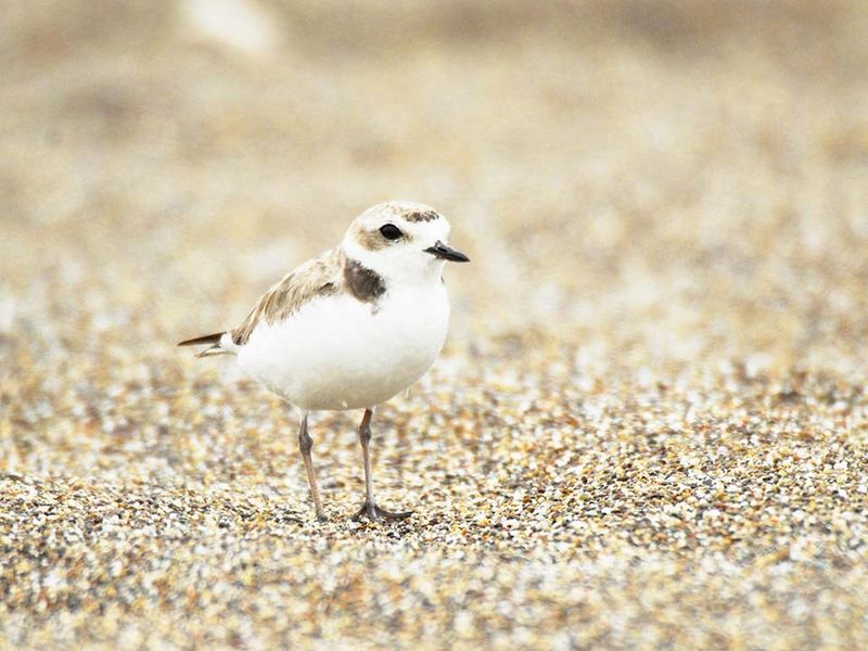 Western Snowy Plover – Point Reyes National Seashore