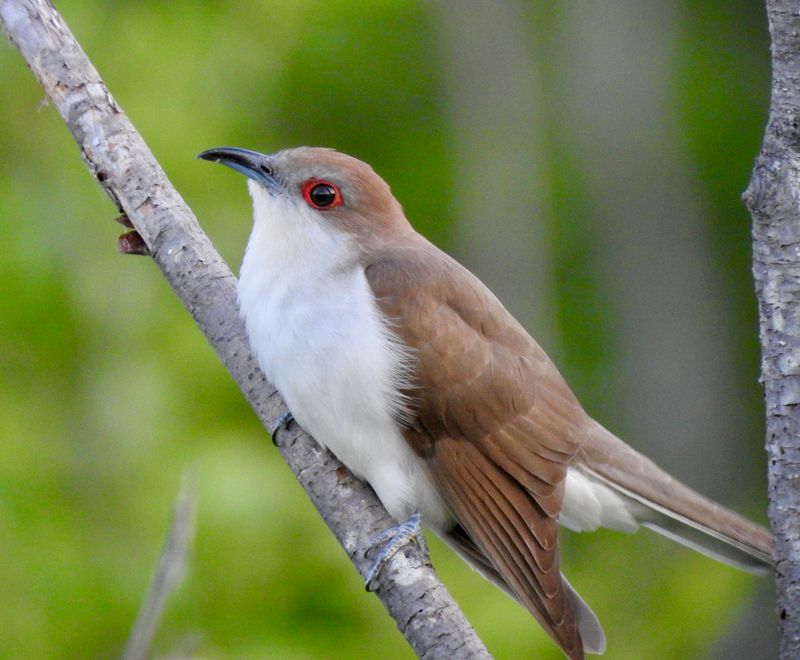 Black-billed Cuckoo - Phantom of the Forest