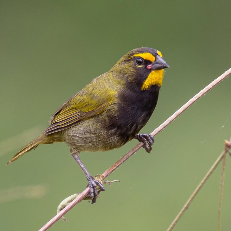 Yellow-faced Grassquit