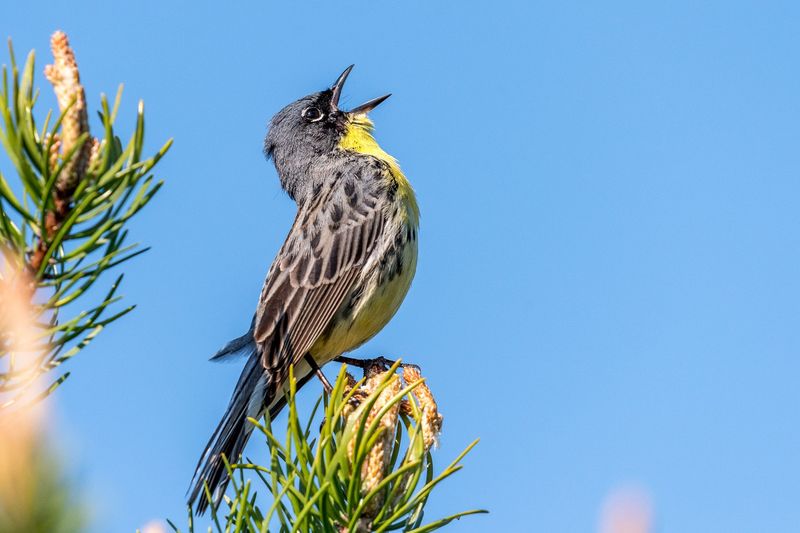 Kirtland's Warbler