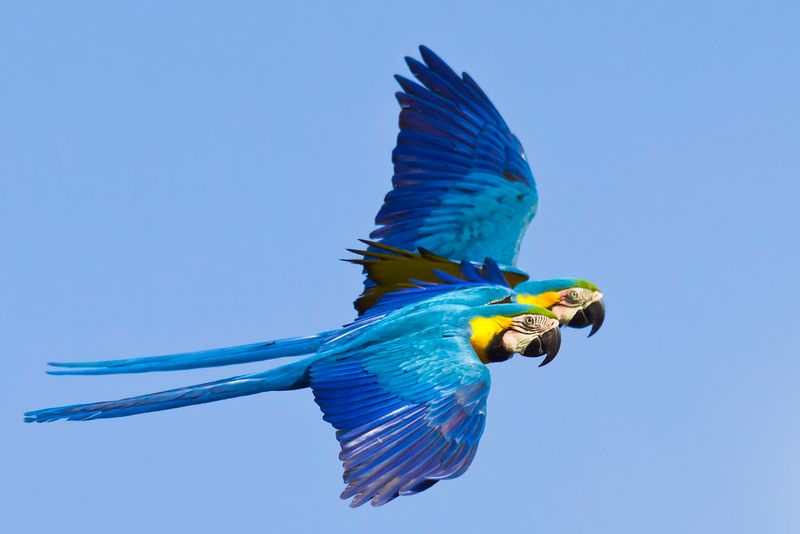 Blue-and-yellow Macaw (Ara ararauna)