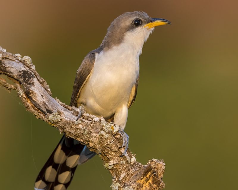 Yellow-billed Cuckoo