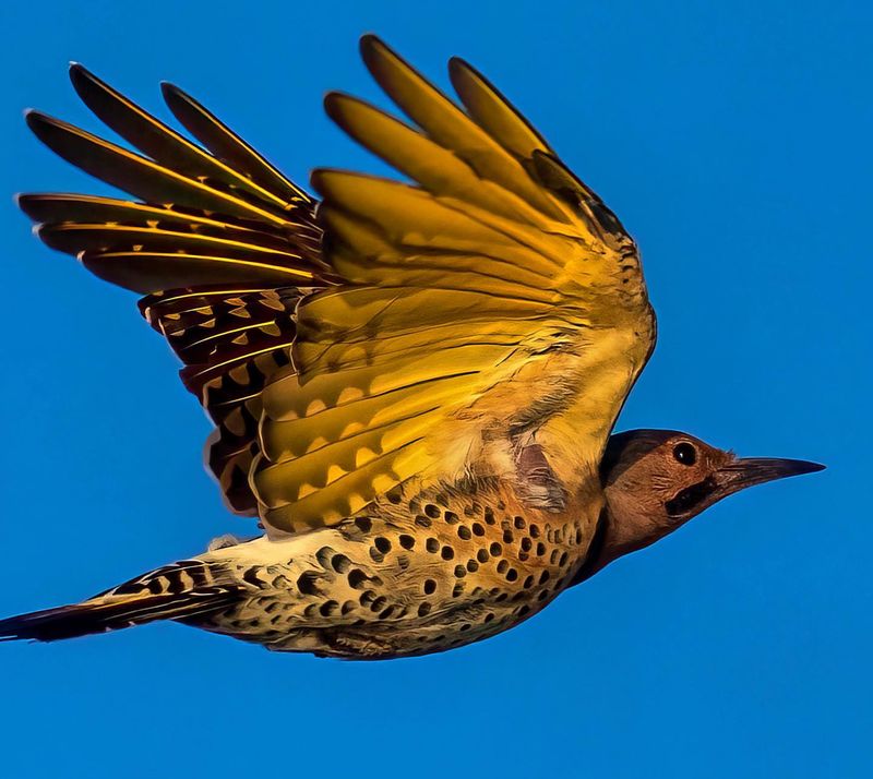 Northern Flicker