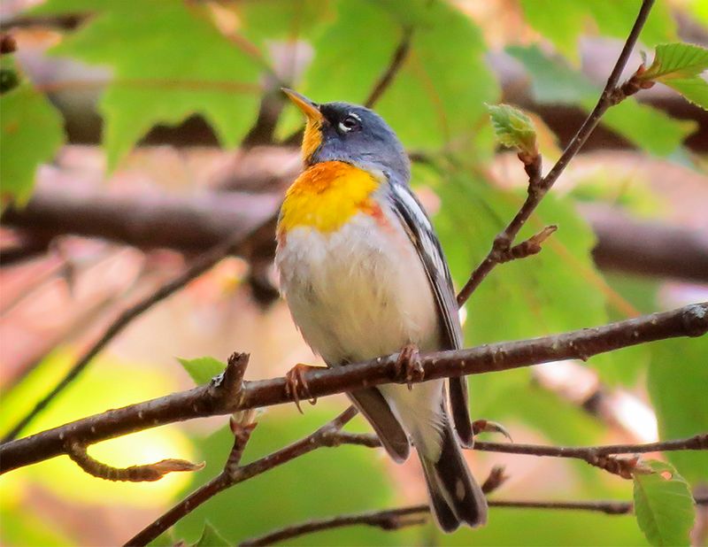Northern Parula