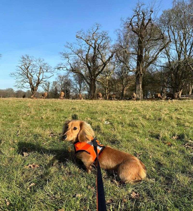 Dachshund
