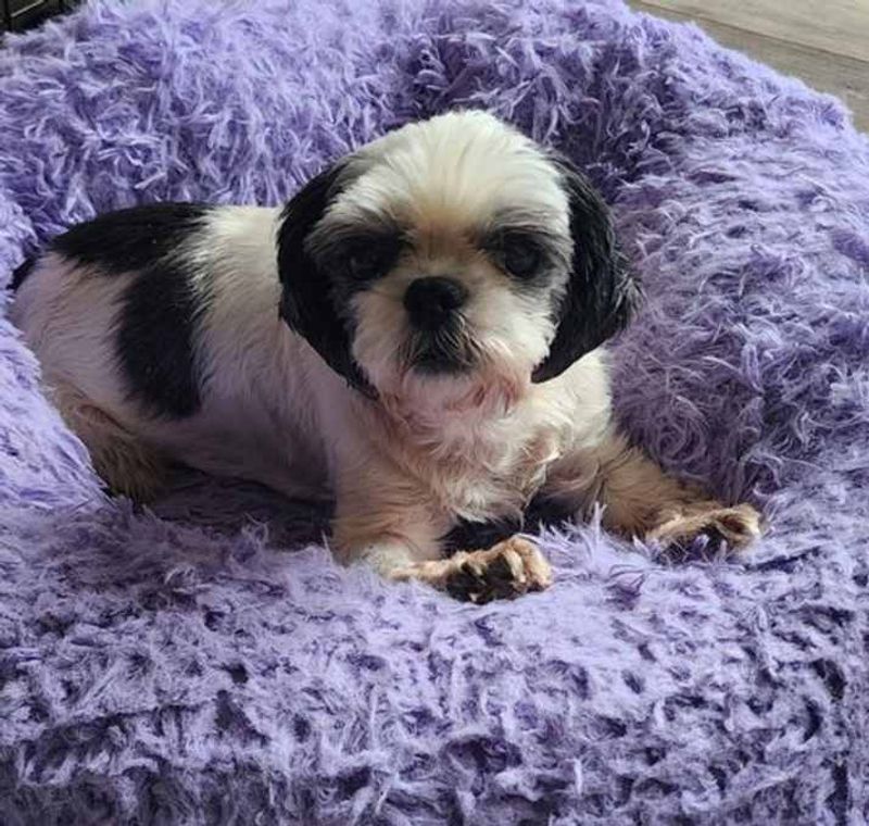 Shih Tzus: The Laid-Back Luxury Lovers
