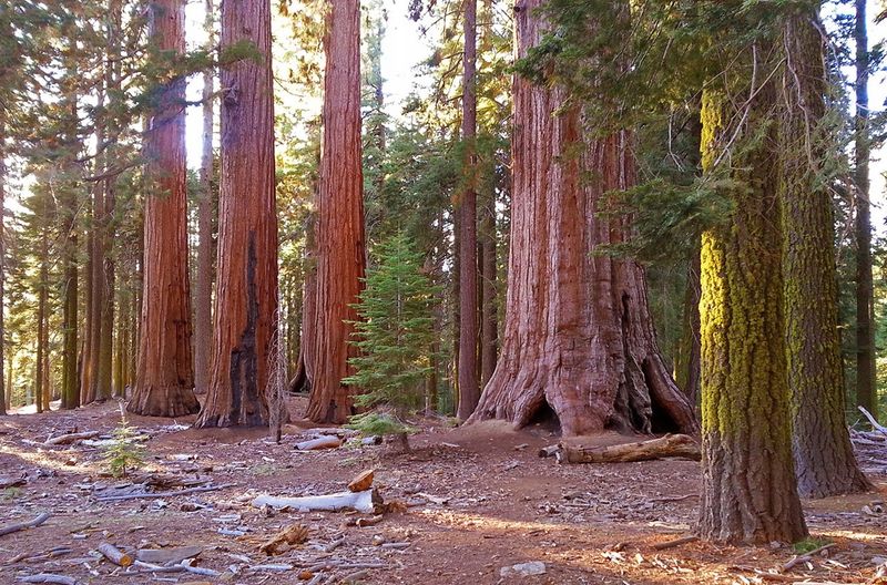 Sequoia National Park's Ancient Forest Community