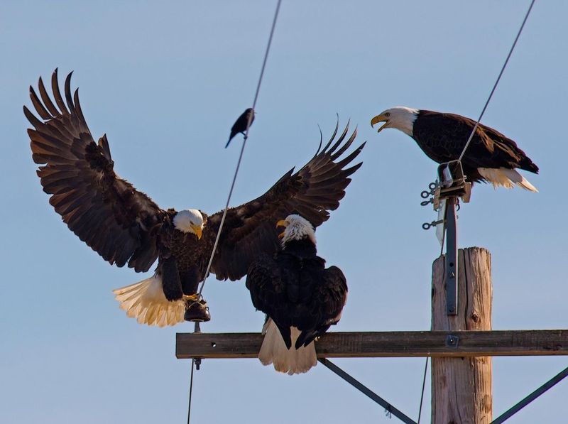 Klamath Basin National Wildlife Refuges' Eagle Convention