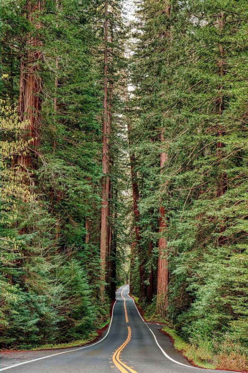 Jenner to Leggett via Highway 1