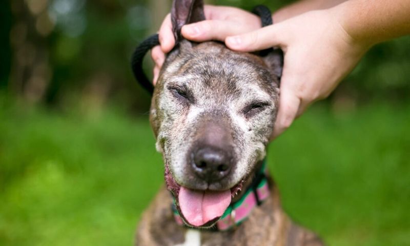 Surprising Health Benefits For Adopters