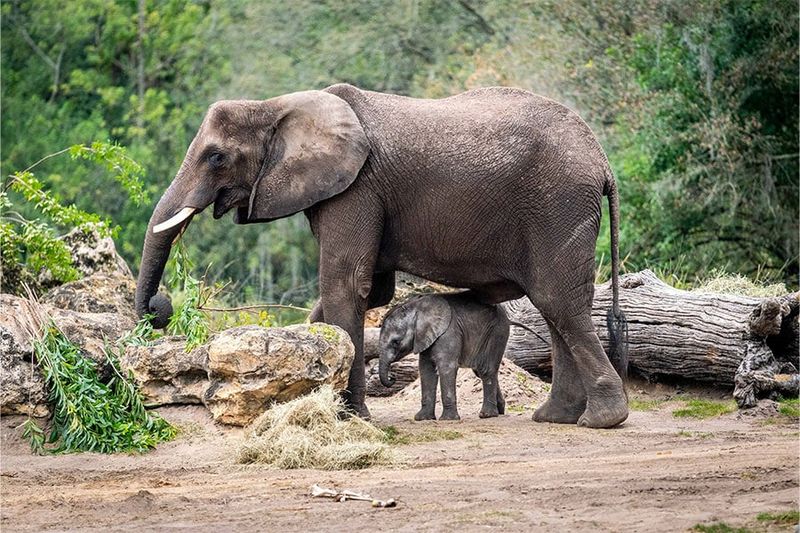 Disney's Animal Kingdom – Bay Lake