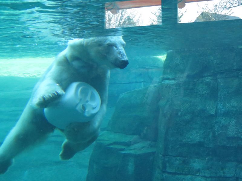 Kansas City Zoo – Heartland's Hidden Treasure