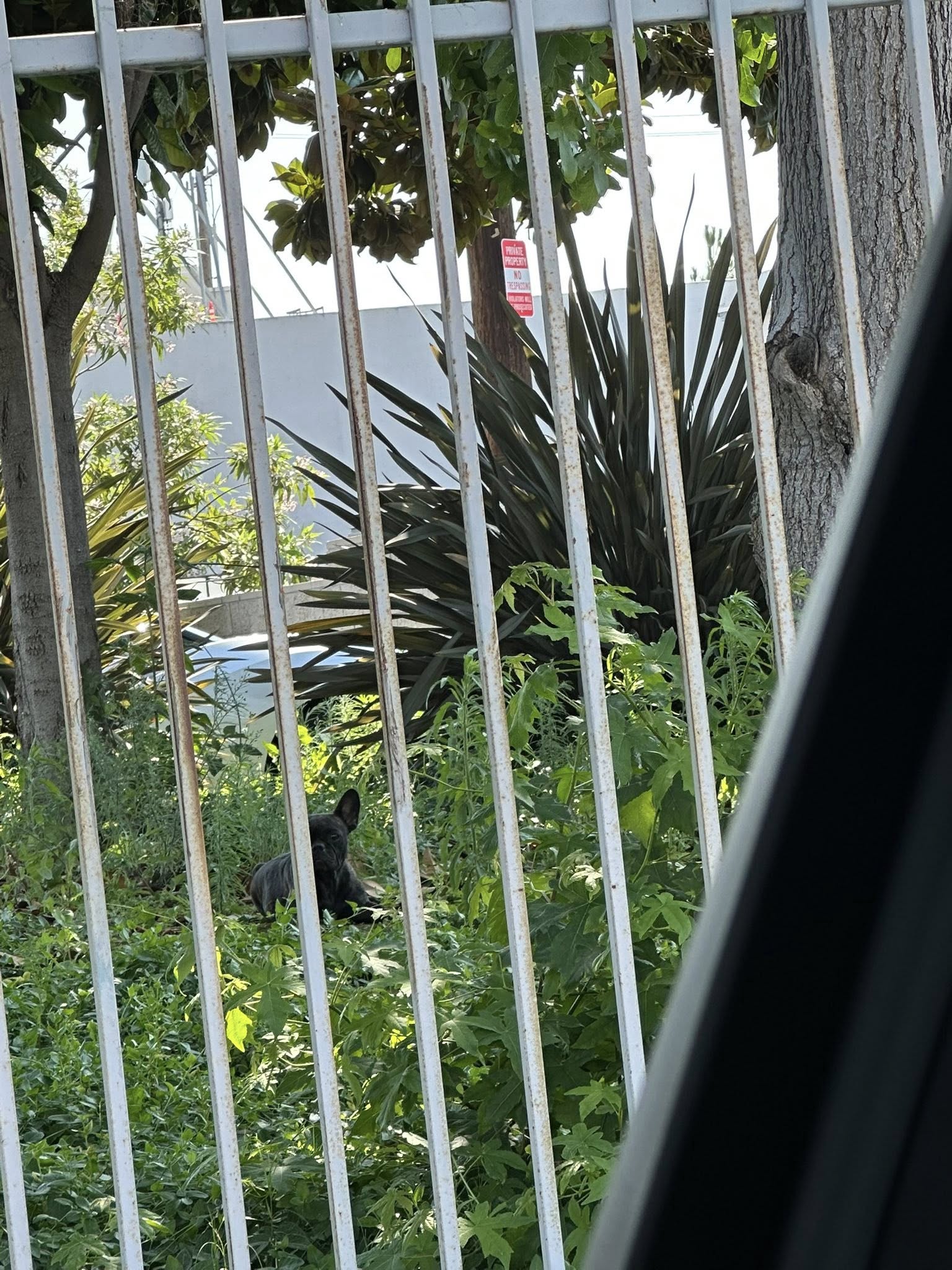 abandoned black dog