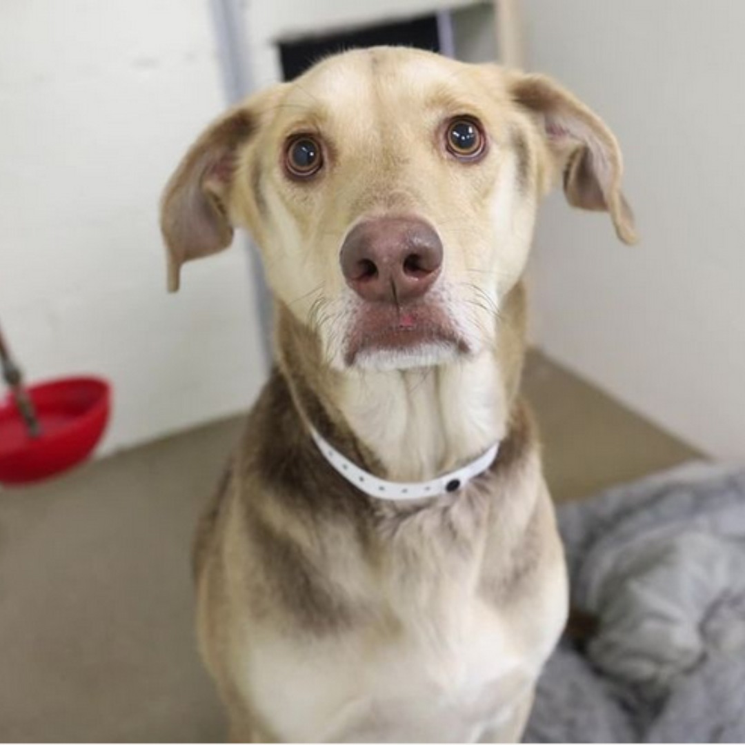 abandoned dog