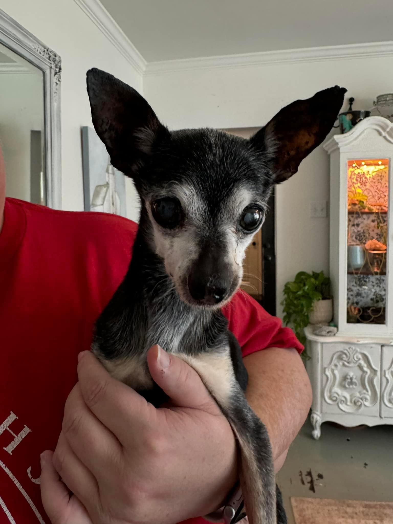 abandoned dog being held