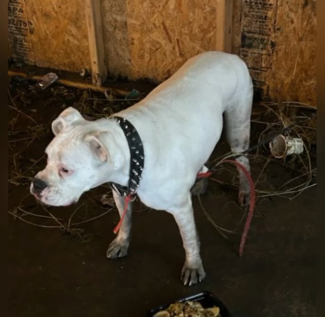 abandoned dog in garage