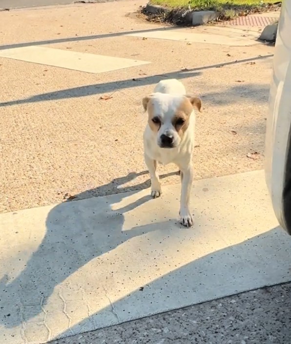 abandoned dog on road