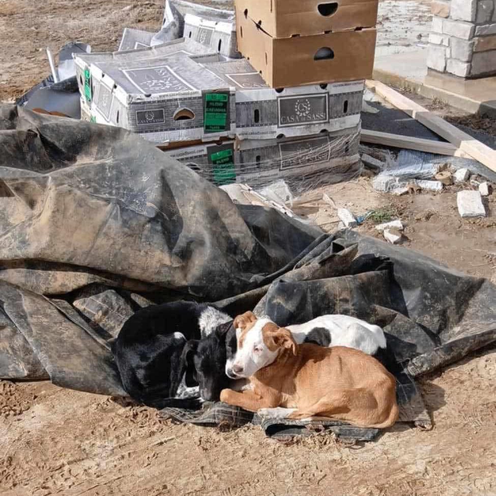 abandoned dogs on trash