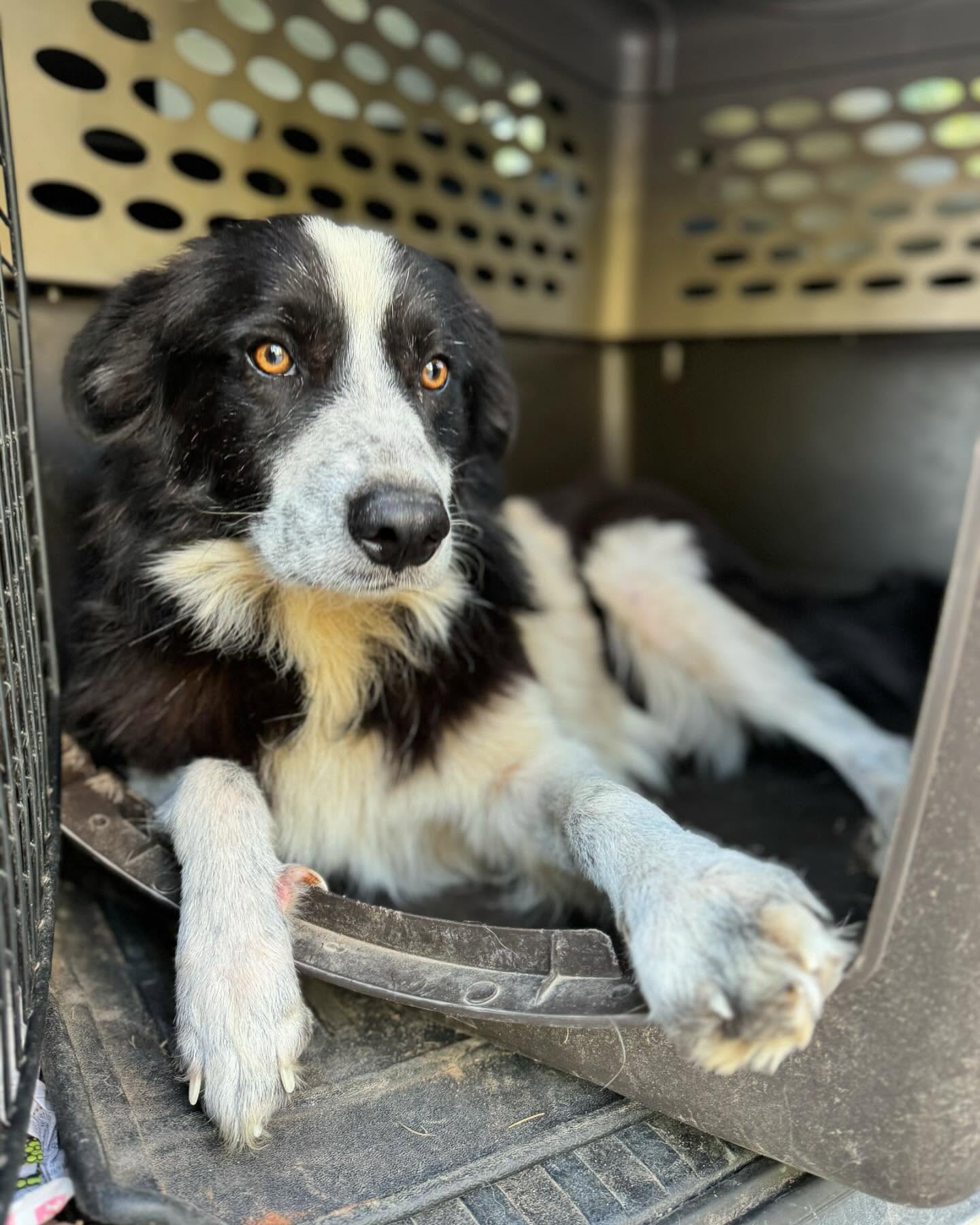 adopted dog in crate