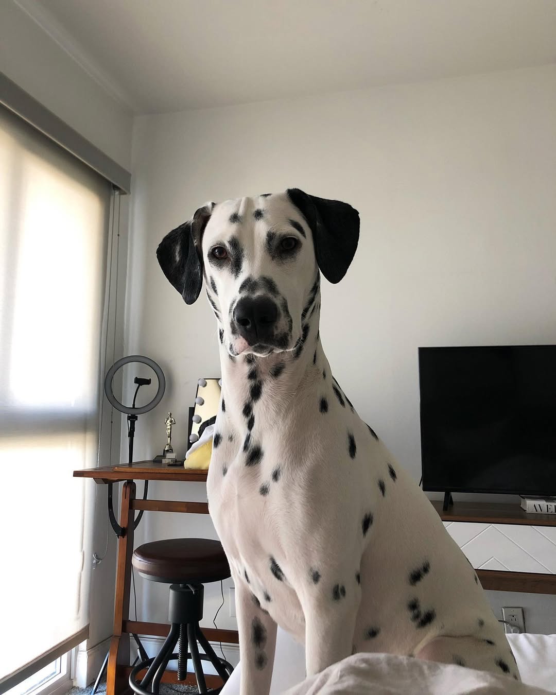 adorable black and white dog