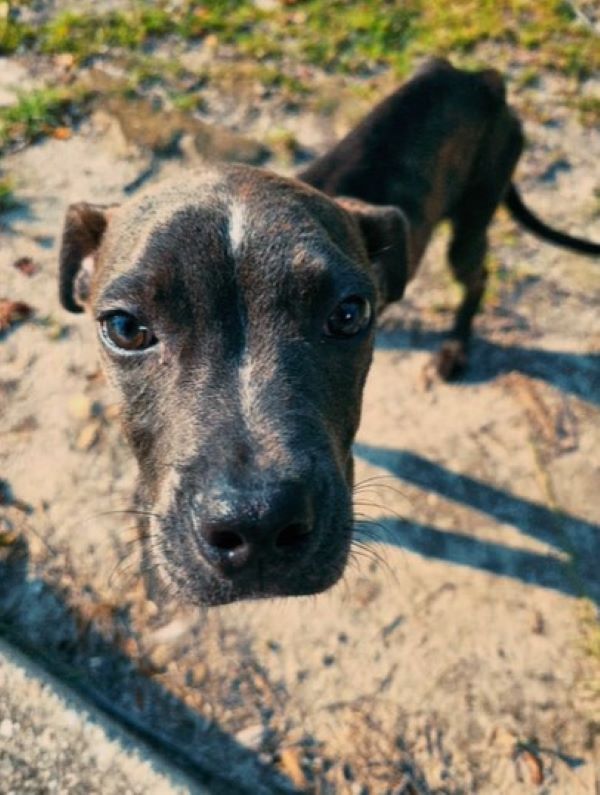 adorable black dog